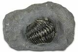 Detailed Pedinopariops Trilobite - Mrakib, Morocco #348138-1